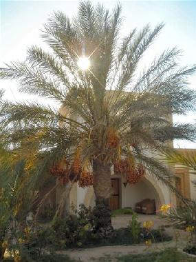 Maison de vacances �/en/au Nefta (Tawzar)ou appartement ou maison de vacances