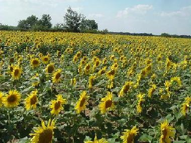 Maison de vacances �/en/au Nr.Saumur (Vend�e)ou appartement ou maison de vacances