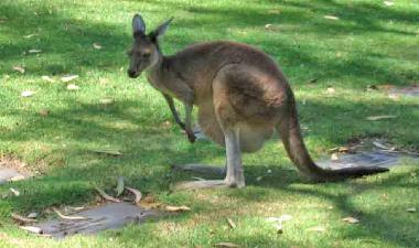Appartement de vacances �/en/au JOONDALUP, PERTH (Western Australia) ou des locations de vacances 