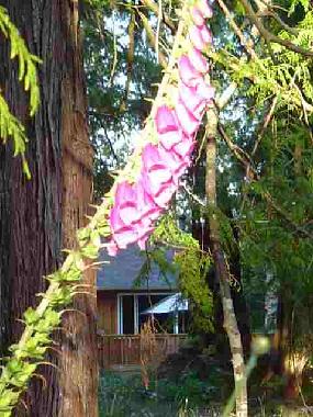 Maison de vacances �/en/au Sechelt (British Columbia)ou appartement ou maison de vacances