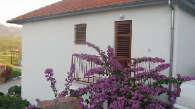 Appartement de vacances �/en/au Jelsa (Splitsko-Dalmatinska)ou appartement ou maison de vacances