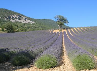 Champ de lavande proche du village