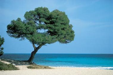 Chalet �/en/au COLONIA SANT PERE (Mallorca)ou appartement ou maison de vacances