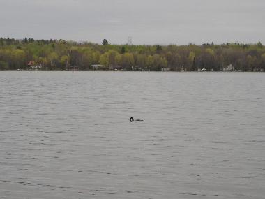 Chalet �/en/au Ottawa (Ontario)ou appartement ou maison de vacances