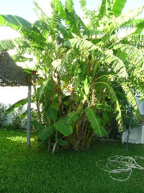 Chalet �/en/au El Palmar (C�diz)ou appartement ou maison de vacances