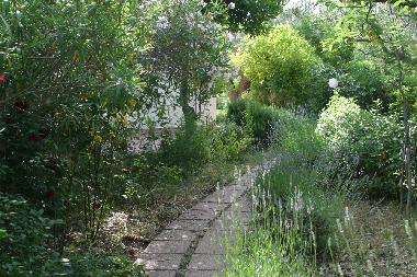 Jardin:cerisier du Japon,lavande,citron, h�tres,oliviers,palmier