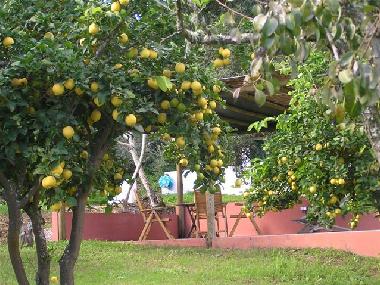 Maison de vacances �/en/au Gr�ndola (Alentejo Litoral)ou appartement ou maison de vacances