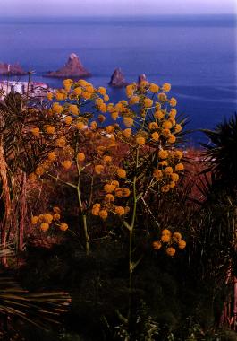 Maison de vacances �/en/au Aci trezza - Aci castello (Catania)ou appartement ou maison de vacances