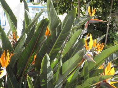 Appartement de vacances �/en/au Estepona, Andalusien (M�laga)ou appartement ou maison de vacances