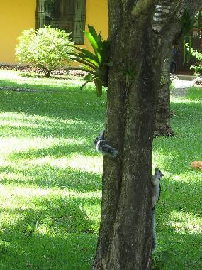 Appartement de vacances �/en/au Potrero Beach (Guanacaste)ou appartement ou maison de vacances