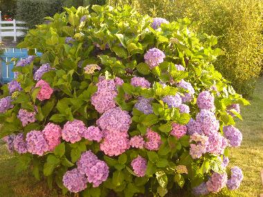 Jardin devant