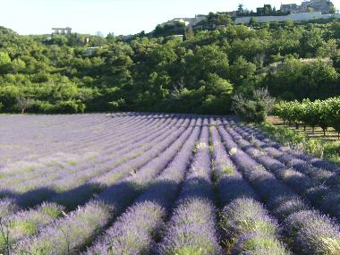 Maison de vacances �/en/au Gargas (Vaucluse)ou appartement ou maison de vacances