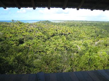 the view
