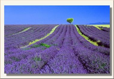 champ de lavande attenant � la maison