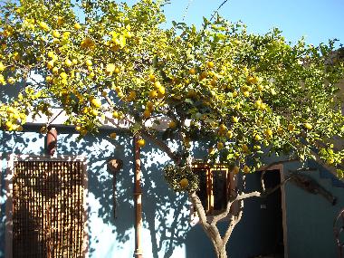 Palais / Ch�teau �/en/au art� (Mallorca)ou appartement ou maison de vacances