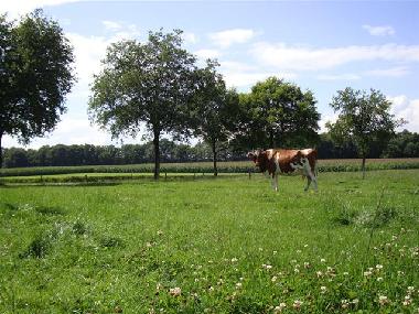 Maison de vacances �/en/au Winterswijk-Woold (Gelderland)ou appartement ou maison de vacances