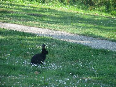 Chalet �/en/au Sandown (Hampshire and Isle of Wight)ou appartement ou maison de vacances