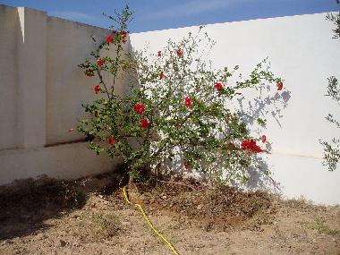 Maison de vacances �/en/au kerkennah (Safaqis)ou appartement ou maison de vacances