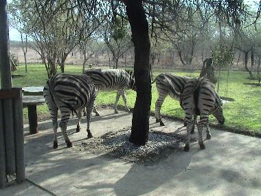 Maison de vacances �/en/au Marloth Park, Mpumalanga. (Mpumalanga)ou appartement ou maison de vacances
