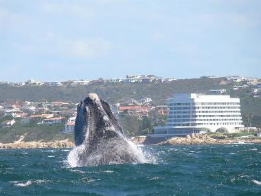 Maison de vacances �/en/au Plettenberg Bay (Western Cape)ou appartement ou maison de vacances