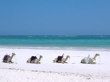 Maison de vacances �/en/au Diani beach (Coast)ou appartement ou maison de vacances