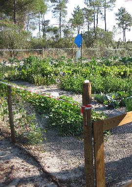 Jardin de l�gumes biologiques