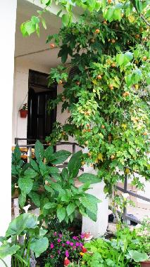 Appartement de vacances �/en/au Bar (Mont�n�gro)ou appartement ou maison de vacances