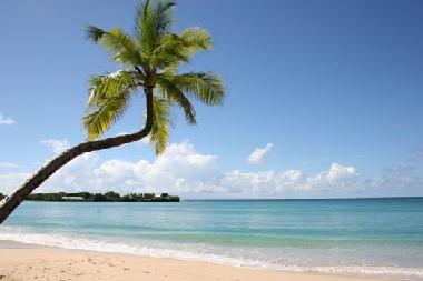 Appartement de vacances �/en/au Sainte-Anne (Martinique)ou appartement ou maison de vacances