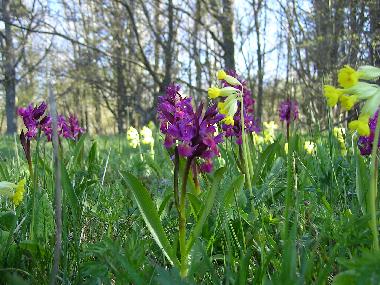 Maison de vacances �/en/au Valdemarsvik (�sterg�tland)ou appartement ou maison de vacances