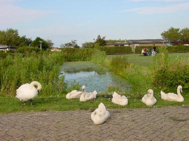 Maison de vacances �/en/au Callantsoog (Noord-Holland)ou appartement ou maison de vacances