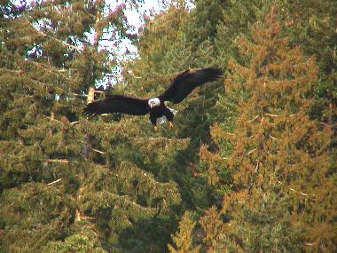 Maison de vacances �/en/au Gabriola Island (British Columbia)ou appartement ou maison de vacances