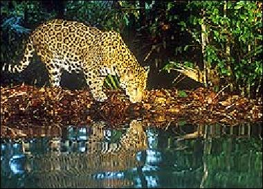 Appartement de vacances �/en/au Placencia (Stann Creek)ou appartement ou maison de vacances