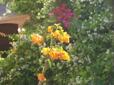 Appartement de vacances �/en/au Marrakesch (Marrakech)ou appartement ou maison de vacances