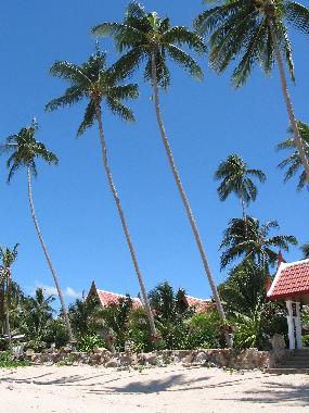 Maison de vacances /en/au Bang por/ Maenam/ Koh Samui (Surat Thani)ou appartement ou maison de vacances