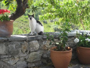 Maison de vacances /en/au Skiathos (Magnisia)ou appartement ou maison de vacances