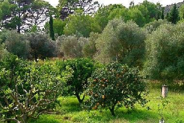 Maison de vacances �/en/au Art� / Son Severa (Mallorca)ou appartement ou maison de vacances