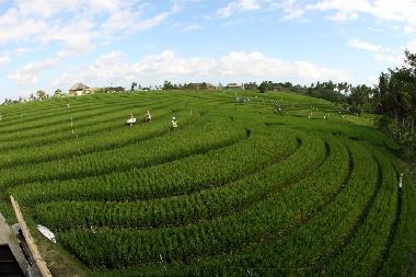 Maison de vacances �/en/au Canggu.  (Bali)ou appartement ou maison de vacances