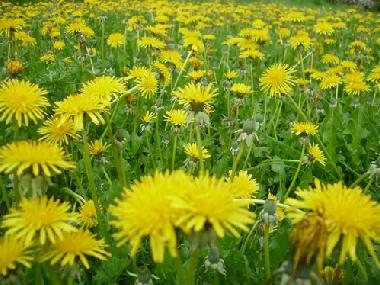 Maison de vacances /en/au Issor (Pyrnes-Atlantiques)ou appartement ou maison de vacances