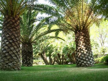 Maison de vacances /en/au Carovigno (Brindisi)ou appartement ou maison de vacances