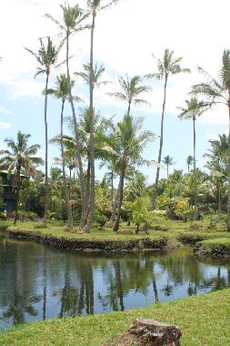 Maison de vacances �/en/au Volcano Village (Hawaii)ou appartement ou maison de vacances