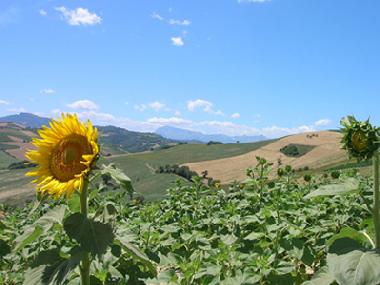 Chambre avec petit djeuner /en/au Carassai (Ascoli Piceno)ou appartement ou maison de vacances