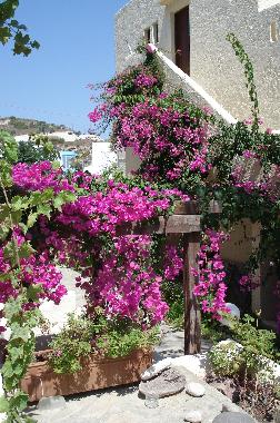 Appartement de vacances �/en/au Kos,Kefalos,Kamari (Dodekanisos)ou appartement ou maison de vacances