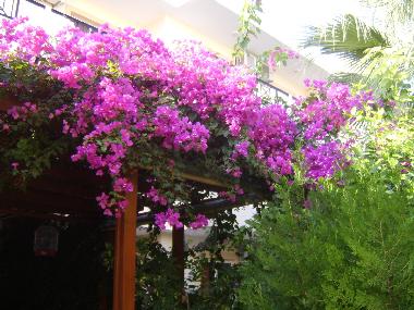 Appartement de vacances /en/au Lindos (Dodekanisos)ou appartement ou maison de vacances