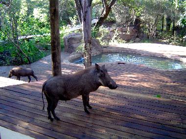 Maison de vacances �/en/au Marloth Park (Mpumalanga)ou appartement ou maison de vacances