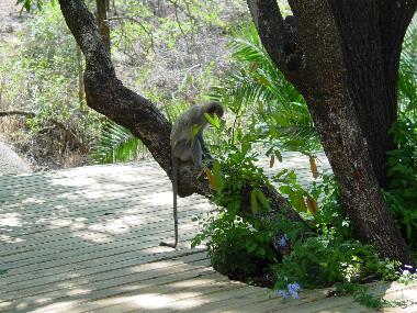 Maison de vacances �/en/au Marloth Park (Mpumalanga)ou appartement ou maison de vacances