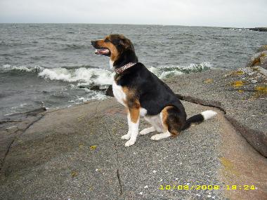 Maison de vacances �/en/au Ishult (Smaland)ou appartement ou maison de vacances