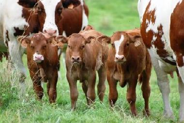 Maison de vacances /en/au Orgnac-sur-Vzre (Corrze)ou appartement ou maison de vacances