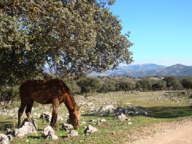 Maison de vacances /en/au Montefrio (Granada)ou appartement ou maison de vacances