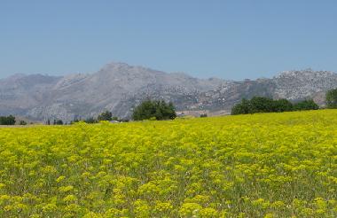 Maison de vacances �/en/au Ronda (M�laga)ou appartement ou maison de vacances
