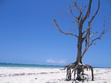 Les plages sauvages de Galu.